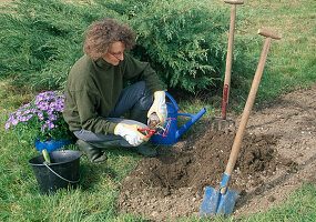 Planting roses 