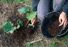 Planting rhubarb