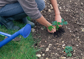 Planting strawberries