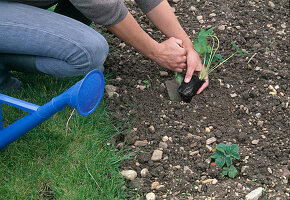 Planting strawberries