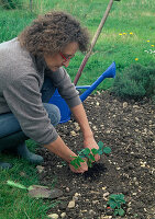 Plant strawberries