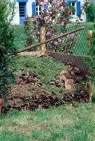Compost: Put grass cuttings and autumn leaves on the compost