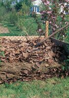 Kompost: Herbstlaub auf den Kompost geben