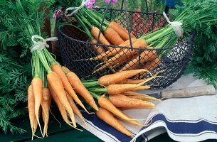 Frisch geerntete und gewaschene Möhren, Karotten (Daucus carota)