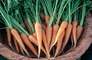 Freshly harvested and washed carrots, carrots (Daucus carota)