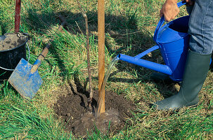 Obstbaum (Süßkirsche) pflanzen 5