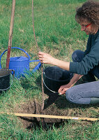 Fruit tree (sweet cherry) planting 4