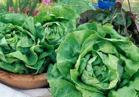 Freshly harvested lettuce, head lettuce (Lactuca)