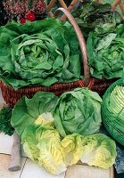 Freshly harvested lettuce, head lettuce (Lactuca)