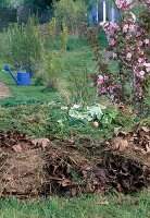 Blühende Prunus (Zierkirsche) neben Kompost aus Grasschnitt, Laub und Küchenabfällen