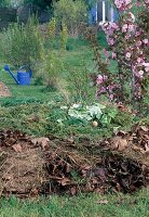 Flowering Prunus (ornamental cherry) next to compost made from grass cuttings, leaves and kitchen waste