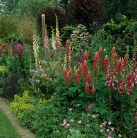 Staudenbeet mit Lupinus polyphyllum (Lupinen), Digitalis (Fingerhut), Geranium (Storchschnabel), Alchemilla mollis (Frauenmantel) und Salvia nemorosa (Steppensalbei)