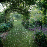 Lawn path under rose arches between beds with Nepeta (catmint) and Hosta (hostas)