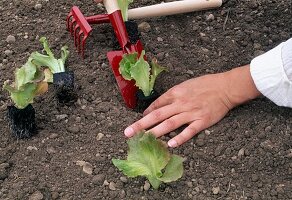 Salat (Lactuca) ins Beet pflanzen