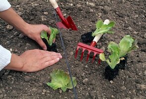 Salat (Lactuca) ins Beet pflanzen