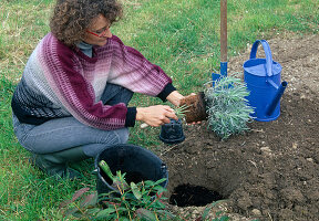 Step 2: Planting lavender, roughening root felt