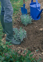 Step 4: Plant lavender, press down the plant