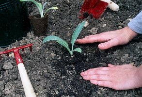 Vorgezogene Jungpflanzen von Artischocken (Cynara scolymus) einpflanzen