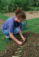 Plant leek (Allium porrum) 4. step