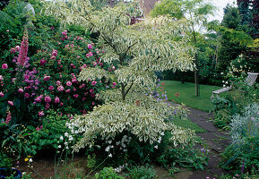 Cornus controversa 'Variegata' (Pagoden-Hartriegel) mit Rosa (Rose) und Digitalis (Fingerhut)