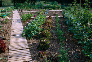 Development of a vegetable garden August