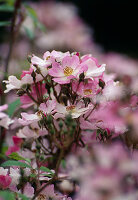 Rosa Moschata 'Ballerina' shrub rose - repeat flowering - hardly fragrant