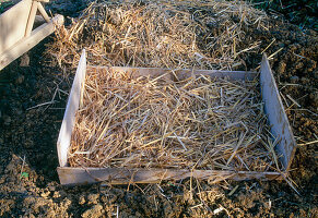 Vegetable storage in the soil 3rd step: Cover with straw