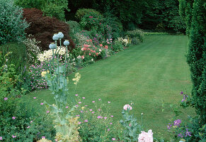 Rasen, Geranium (Storchschnabel), Papaver somniferum (Schlafmohn) Samenstand, Acer palmatum 'Dissectum Garnet' (Schlitzahorn)