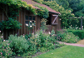 Beet mit Geranium (Storchschnabel), Rosa (Rose) am Gartenhaus, Wisteria, Schizophragma hydrangeoides (Spalthortensie) berankt das Dach