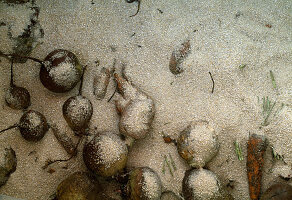 Gemüse mit Sand bedeckt in Gemüsekiste