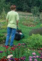 Woman mowing white clover (Trifolium repens) path between beds