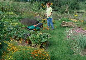 Woman mowing white clover (Trifolium repens) path between beds