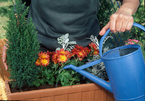 Plant a box with autumn flowers: Cineraria maritima (silver leaf), Chrysanthemum (autumn chrysanthemum) and Chamaecyparis (false cypress), water the planted box well.