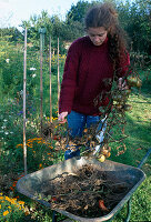 Tomatoes with herd blight, to be burned