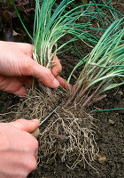 Divide and plant the chives Divide the larger pieces again with a knife (2/5)