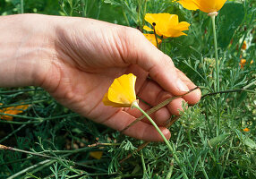 Eschscholzia californica seeds harvest