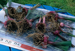 Winterising gladioli 8th step: Air-drying washed bulbs (8/11) (8/11)