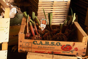 Winterising gladioli Gladioli ready labelled and stored in a dark, cool, frost-free place