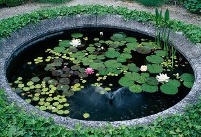 Small walled pond with Nymphaea (water lilies) surrounded by Hedera helix (ivy), small bubbler as water feature