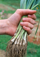 Plant leek (Allium porrum) 1st step