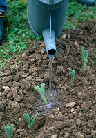 Planting leeks (Allium porrum) Watering the planting (5/5)