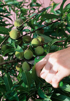 Prunus (Pfirsich) Fruchtausdünnung. Zur Qualitätssteigerung werden die walnussgroßen Früchte ausgedünnt (1/2)