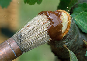 Baumpflege nach Wildverbiß 5. Step: Größere Schnittstellen mit Wundverschluß bestreichen (5/5)