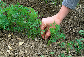 Daucus carota / Möhre vereinzeln 2. Zu dicht stehende Pflanzen herausziehen 2/3