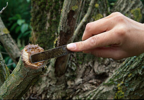 Pruning of woody plants Apply wound paste to straightened cuttings of approx. 2 cm diameter and larger