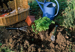 Planting parsley Removing the plant from the pot