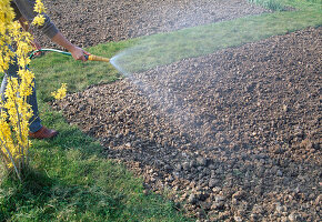 Soil preparation for sowing or planting 4th step: Watering for thorough mixing (4/4)