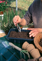 Sowing Coreopsis (girl's eye) annual, evenly distribute seeds on soil in the sowing tray (2/6)