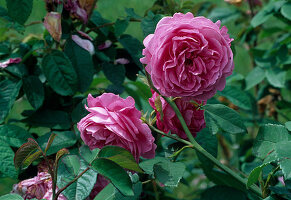 Rosa 'Louise Odier' Historische Rose, Bourbonica, öfterblühend, gut duftend