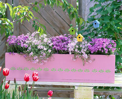 Phlox subulata 'Candy Stripes'